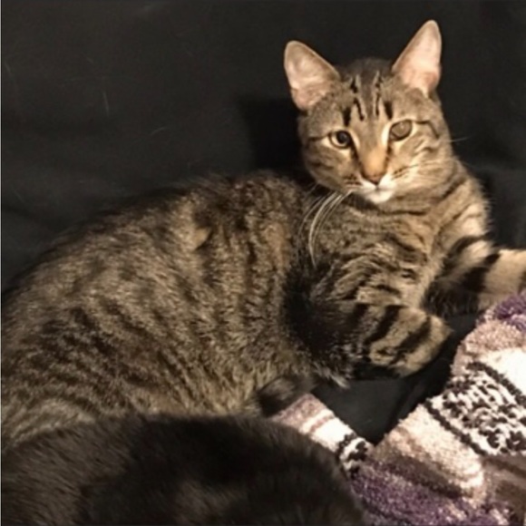 Christmas santa Mickey 23” motion Mickey Mouse vintage electronic - Picture 7 of 15